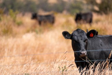 Avustralya 'da sürdürülebilir yenilenebilir tarım çiftliği, Avustralya' da sığır çobanı sürüsü, Avustralya yazında Siyah Angus İnekleri otluyor
