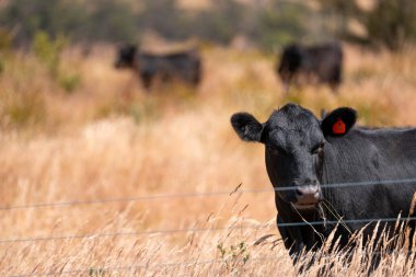 Avustralya 'da sürdürülebilir yenilenebilir tarım çiftliği, Avustralya' da sığır çobanı sürüsü, Avustralya yazında Siyah Angus İnekleri otluyor