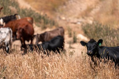 Avustralya 'da sürdürülebilir yenilenebilir tarım çiftliği, Avustralya' da sığır çobanı sürüsü, Avustralya yazında Siyah Angus İnekleri otluyor