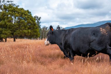 Avustralya 'da sürdürülebilir yenilenebilir tarım çiftliği, Avustralya' da sığır çobanı sürüsü, Avustralya yazında Siyah Angus İnekleri otluyor