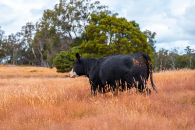 Avustralya 'da sürdürülebilir yenilenebilir tarım çiftliği, Avustralya' da sığır çobanı sürüsü, Avustralya yazında Siyah Angus İnekleri otluyor