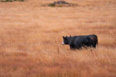 Avustralya 'da sürdürülebilir yenilenebilir tarım çiftliği, Avustralya' da sığır çobanı sürüsü, Avustralya yazında Siyah Angus İnekleri otluyor