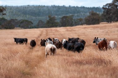 Avustralya 'da sürdürülebilir yenilenebilir tarım çiftliği, Avustralya' da sığır çobanı sürüsü, Avustralya yazında Siyah Angus İnekleri otluyor