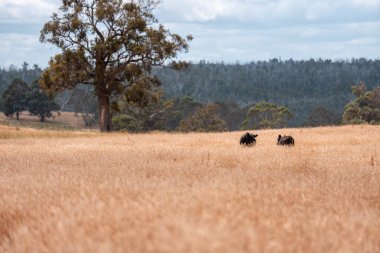 Avustralya 'da sürdürülebilir yenilenebilir tarım çiftliği, Avustralya' da sığır çobanı sürüsü, Avustralya yazında Siyah Angus İnekleri otluyor