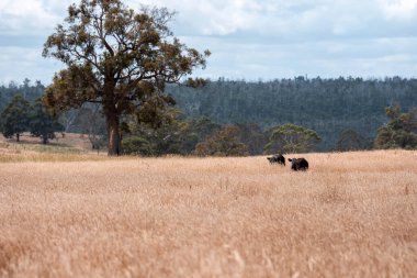 Avustralya 'da sürdürülebilir yenilenebilir tarım çiftliği, Avustralya' da sığır çobanı sürüsü, Avustralya yazında Siyah Angus İnekleri otluyor