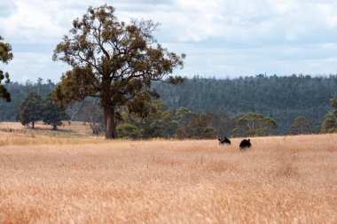 Avustralya 'da sürdürülebilir yenilenebilir tarım çiftliği, Avustralya' da sığır çobanı sürüsü, Avustralya yazında Siyah Angus İnekleri otluyor