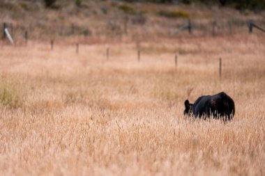 Avustralya 'da sürdürülebilir yenilenebilir tarım çiftliği, Avustralya' da sığır çobanı sürüsü, Avustralya yazında Siyah Angus İnekleri otluyor