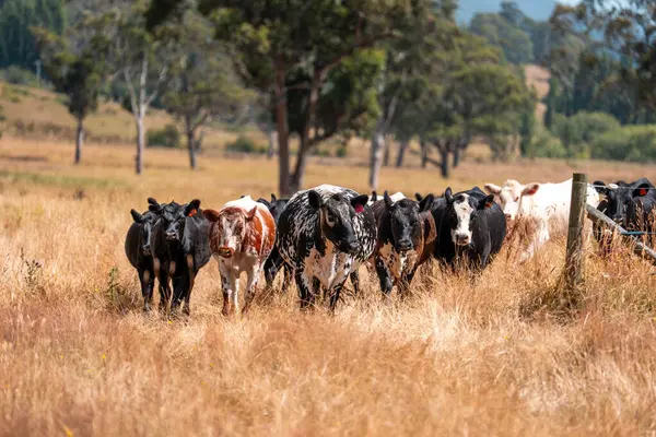 Avustralya 'da sürdürülebilir yenilenebilir tarım çiftliği, Avustralya' da sığır çobanı sürüsü, Avustralya yazında Siyah Angus İnekleri otluyor