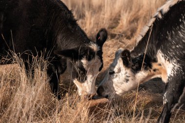 Bir otlakta otlayan Avustralya sığırları. Sığır İnekleri Kuru Çayırlarda İlerliyor, Avustralya Çiftlik Sahnesi Yazın