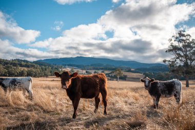 Avustralya 'da bir çiftlikte karbon nötr sığır yetiştiriciliği. Avustralya' da güzel sığırlar otlaklar ve otlaklar. Sığır sürüsü sığır eti yenilenmesi arttı. 