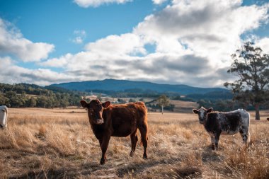 Bir otlakta otlayan Avustralya sığırları. Sığır İnekleri Kuru Çayırlarda İlerliyor, Avustralya Çiftlik Sahnesi Yazın