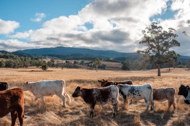 Avustralya 'da bir çiftlikte karbon nötr sığır yetiştiriciliği. Avustralya' da güzel sığırlar otlaklar ve otlaklar. Sığır sürüsü sığır eti yenilenmesi arttı. 