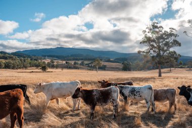 Bir otlakta otlayan Avustralya sığırları. Sığır İnekleri Kuru Çayırlarda İlerliyor, Avustralya Çiftlik Sahnesi Yazın