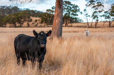 Bir otlakta otlayan Avustralya sığırları. Sığır İnekleri Kuru Çayırlarda İlerliyor, Avustralya Çiftlik Sahnesi Yazın
