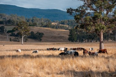 Bir otlakta otlayan Avustralya sığırları. Sığır İnekleri Kuru Çayırlarda İlerliyor, Avustralya Çiftlik Sahnesi Yazın