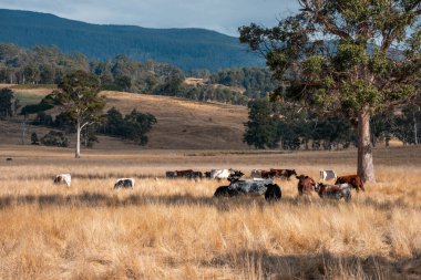 Bir otlakta otlayan Avustralya sığırları. Sığır İnekleri Kuru Çayırlarda İlerliyor, Avustralya Çiftlik Sahnesi Yazın
