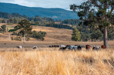 Bir otlakta otlayan Avustralya sığırları. Sığır İnekleri Kuru Çayırlarda İlerliyor, Avustralya Çiftlik Sahnesi Yazın