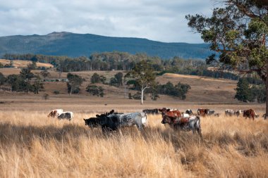 Bir otlakta otlayan Avustralya sığırları. Sığır İnekleri Kuru Çayırlarda İlerliyor, Avustralya Çiftlik Sahnesi Yazın