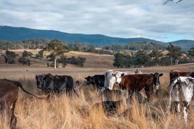 Bir otlakta otlayan Avustralya sığırları. Sığır İnekleri Kuru Çayırlarda İlerliyor, Avustralya Çiftlik Sahnesi Yazın