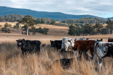 Bir otlakta otlayan Avustralya sığırları. Sığır İnekleri Kuru Çayırlarda İlerliyor, Avustralya Çiftlik Sahnesi Yazın