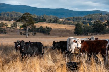 Bir otlakta otlayan Avustralya sığırları. Sığır İnekleri Kuru Çayırlarda İlerliyor, Avustralya Çiftlik Sahnesi Yazın