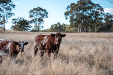 Avustralya 'da bir çiftlikte karbon nötr sığır yetiştiriciliği. Avustralya' da güzel sığırlar otlaklar ve otlaklar. Sığır sürüsü sığır eti yenilenmesi arttı. 
