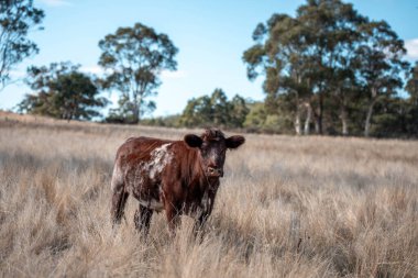 Avustralya 'da bir çiftlikte karbon nötr sığır yetiştiriciliği. Avustralya' da güzel sığırlar otlaklar ve otlaklar. Sığır sürüsü sığır eti yenilenmesi arttı. 