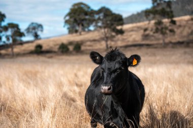 Bir otlakta otlayan Avustralya sığırları. Sığır İnekleri Kuru Çayırlarda İlerliyor, Avustralya Çiftlik Sahnesi Yazın