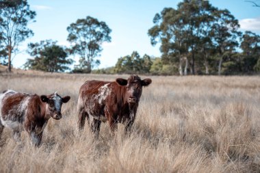 Bir otlakta otlayan Avustralya sığırları. Sığır İnekleri Kuru Çayırlarda İlerliyor, Avustralya Çiftlik Sahnesi Yazın