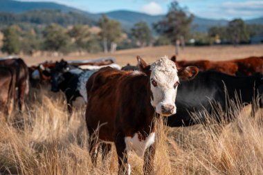 Bir otlakta otlayan Avustralya sığırları. Sığır İnekleri Kuru Çayırlarda İlerliyor, Avustralya Çiftlik Sahnesi Yazın
