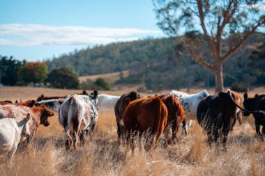 Avustralya 'da bir çiftlikte karbon nötr sığır yetiştiriciliği. Avustralya' da güzel sığırlar otlaklar ve otlaklar. Sığır sürüsü sığır eti yenilenmesi arttı. 