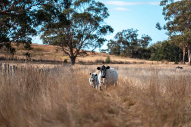 Bir otlakta otlayan Avustralya sığırları. Sığır İnekleri Kuru Çayırlarda İlerliyor, Avustralya Çiftlik Sahnesi Yazın