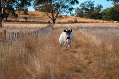 Avustralya 'da bir çiftlikte karbon nötr sığır yetiştiriciliği. Avustralya' da güzel sığırlar otlaklar ve otlaklar. Sığır sürüsü sığır eti yenilenmesi arttı. 