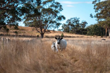Avustralya 'da bir çiftlikte karbon nötr sığır yetiştiriciliği. Avustralya' da güzel sığırlar otlaklar ve otlaklar. Sığır sürüsü sığır eti yenilenmesi arttı. 