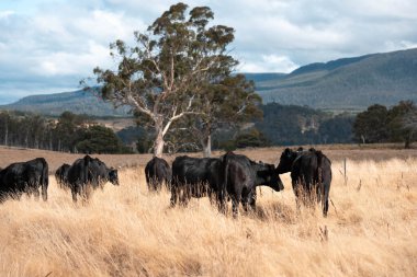Avustralya 'da bir çiftlikte karbon nötr sığır yetiştiriciliği. Avustralya' da güzel sığırlar otlaklar ve otlaklar. Sığır sürüsü sığır eti yenilenmesi arttı. 