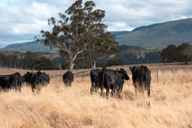 Bir otlakta otlayan Avustralya sığırları. Sığır İnekleri Kuru Çayırlarda İlerliyor, Avustralya Çiftlik Sahnesi Yazın