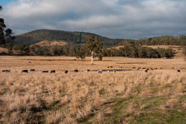 Avustralya 'da bir çiftlikte karbon nötr sığır yetiştiriciliği. Avustralya' da güzel sığırlar otlaklar ve otlaklar. Sığır sürüsü sığır eti yenilenmesi arttı. 