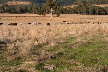 Avustralya 'da bir çiftlikte karbon nötr sığır yetiştiriciliği. Avustralya' da güzel sığırlar otlaklar ve otlaklar. Sığır sürüsü sığır eti yenilenmesi arttı. 
