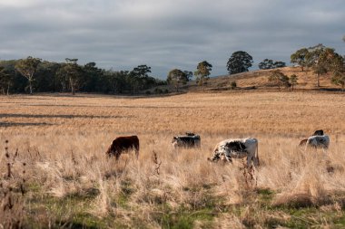 Avustralya 'da bir çiftlikte karbon nötr sığır yetiştiriciliği. Avustralya' da güzel sığırlar otlaklar ve otlaklar. Sığır sürüsü sığır eti yenilenmesi arttı. 