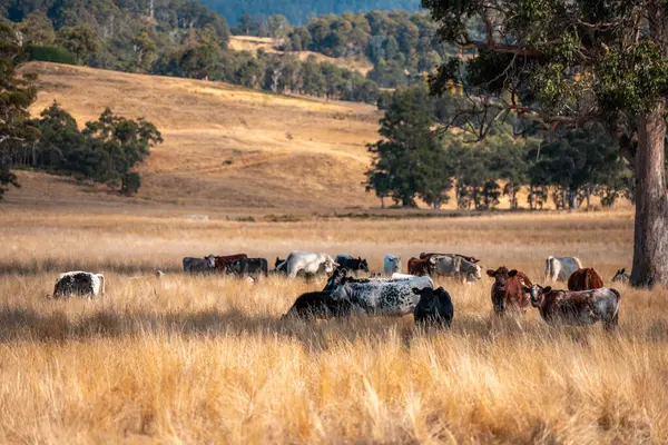 Bir otlakta otlayan Avustralya sığırları. Sığır İnekleri Kuru Çayırlarda İlerliyor, Avustralya Çiftlik Sahnesi Yazın