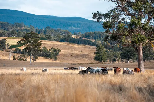 Bir otlakta otlayan Avustralya sığırları. Sığır İnekleri Kuru Çayırlarda İlerliyor, Avustralya Çiftlik Sahnesi Yazın