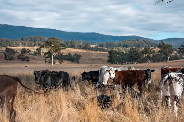 Bir otlakta otlayan Avustralya sığırları. Sığır İnekleri Kuru Çayırlarda İlerliyor, Avustralya Çiftlik Sahnesi Yazın