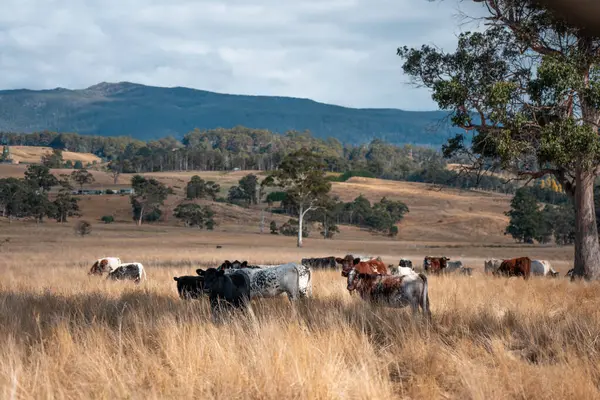 Bir otlakta otlayan Avustralya sığırları. Sığır İnekleri Kuru Çayırlarda İlerliyor, Avustralya Çiftlik Sahnesi Yazın