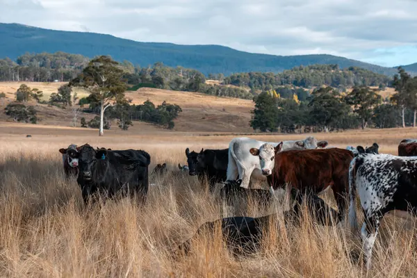 Bir otlakta otlayan Avustralya sığırları. Sığır İnekleri Kuru Çayırlarda İlerliyor, Avustralya Çiftlik Sahnesi Yazın