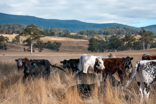 Bir otlakta otlayan Avustralya sığırları. Sığır İnekleri Kuru Çayırlarda İlerliyor, Avustralya Çiftlik Sahnesi Yazın