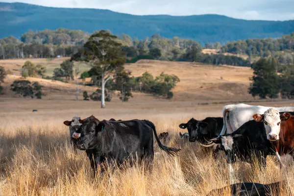 Avustralya 'da bir çiftlikte karbon nötr sığır yetiştiriciliği. Avustralya' da güzel sığırlar otlaklar ve otlaklar. Sığır sürüsü sığır eti yenilenmesi arttı. 
