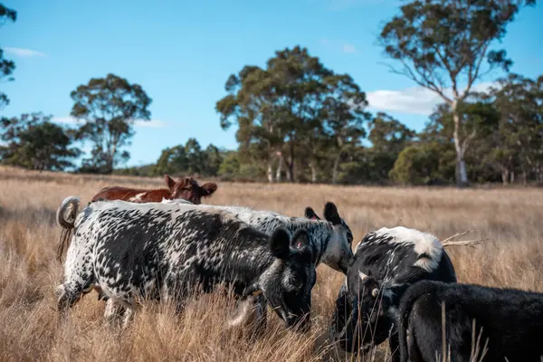 Bir otlakta otlayan Avustralya sığırları. Sığır İnekleri Kuru Çayırlarda İlerliyor, Avustralya Çiftlik Sahnesi Yazın