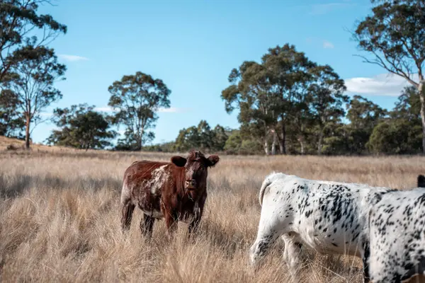 Avustralya 'da bir çiftlikte karbon nötr sığır yetiştiriciliği. Avustralya' da güzel sığırlar otlaklar ve otlaklar. Sığır sürüsü sığır eti yenilenmesi arttı. 