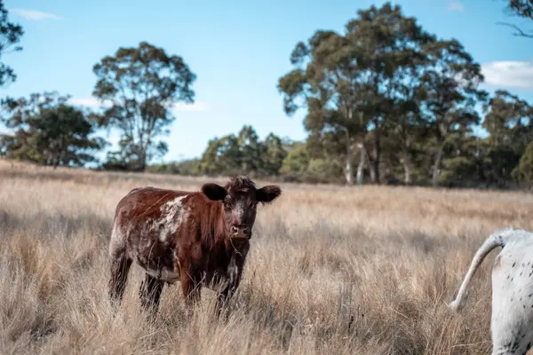 Bir otlakta otlayan Avustralya sığırları. Sığır İnekleri Kuru Çayırlarda İlerliyor, Avustralya Çiftlik Sahnesi Yazın
