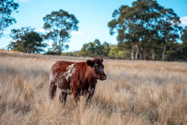 Bir otlakta otlayan Avustralya sığırları. Sığır İnekleri Kuru Çayırlarda İlerliyor, Avustralya Çiftlik Sahnesi Yazın